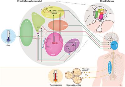 Role of Brown Adipose Tissue in Adiposity Associated With Narcolepsy Type 1